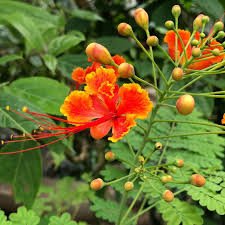 Gulmohar Dwarf
